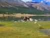 Horse eat grass at mountain lake
